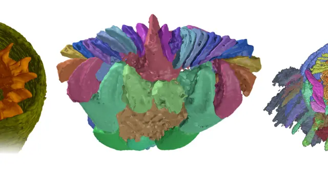 Modelos 3D de equinodermos fósiles
