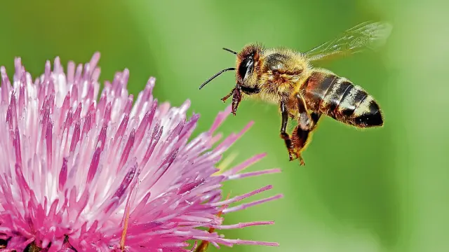 Una abeja se alimenta de la flor del cardo mariano.  Es una planta popular en los ribazos.