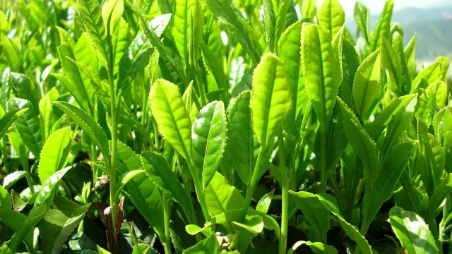 Algunos compuestos presentes en el té verde pueden servir para tratar enfermedades metabólicas.