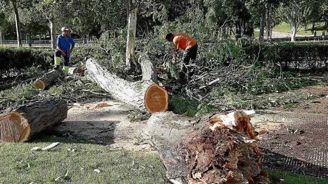 Retirada de árboles derribados por el viento en el parque de las Mártires ayer por la mañana.