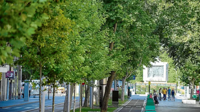 Los vecinos del eje del tranvía exigen que los árboles que se repongan sean de envergadura