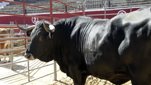Ejemplar de vaca serrana negra en la VII Feria Ganadera de Soria