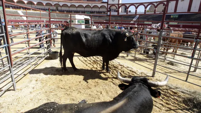 Vacas serranas en la Feria Ganadera de Soria