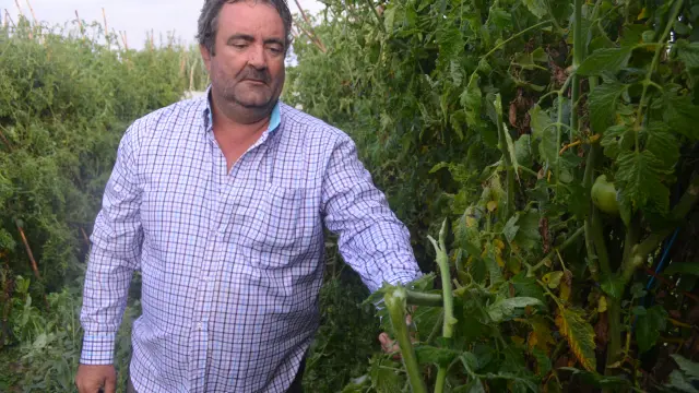 El granizo partió la planta de tomate rosa en esta plantación de Barbastro, como muestra el hortelano José Subías.