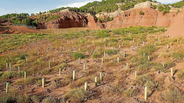 Plantación de arbolado acometida dentro del Life + en el entorno de antiguas canteras de arcilla.
