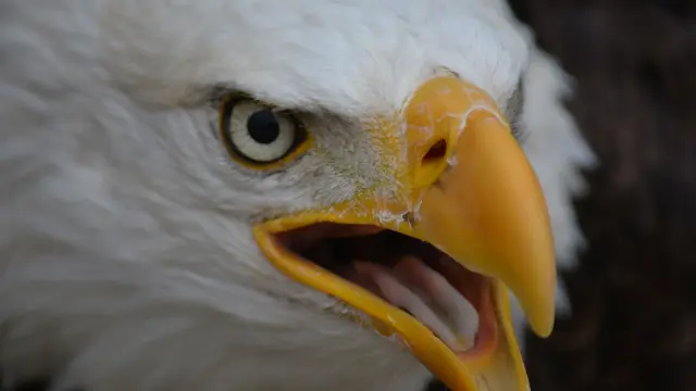 Uno de los ejemplares de águila calva americana que se pueden ver en el parque.