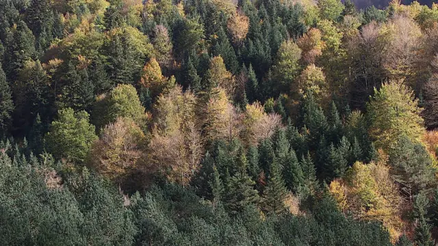Aragón gana 400.000 hectáreas de bosque en los últimos 20 años