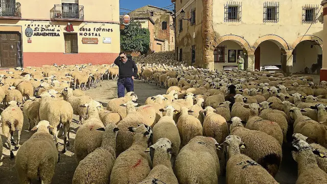 Las ovejas tomaron la plaza de Selgua (Monzón) en su camino hacia San Juan de Flumen.