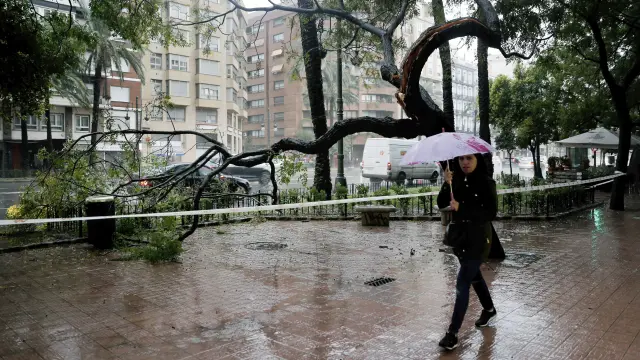 Árboles caídos por el temporal en Valencia.