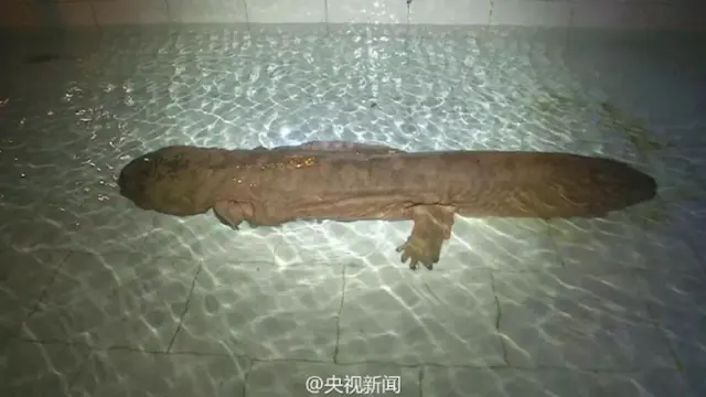 La salamandra china que nació hace más de 200 años.