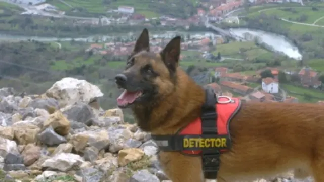 Perro de la unidad canina de Asturias, gestionada por la Fundación para la Conservación del Quebrantahuesos.