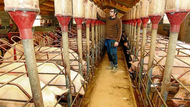 Daniel Marzo en la foto sustituirá su granja en Orrios de ciclo cerrado adaptada a la directiva europea de bienestar animal por una explotación de ciclo integrado.