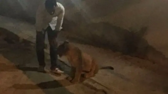 El león, capturado en las calles de Dubái