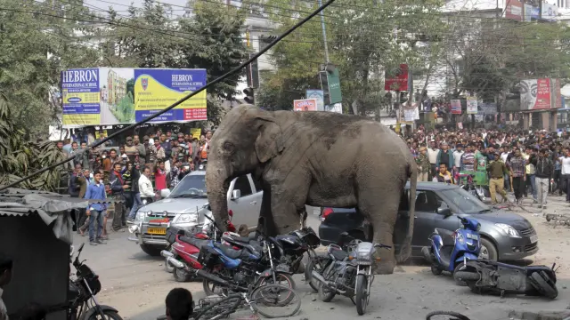 Hace dos días, otro elefante sembró el pánico en la India, imagen de archivo.