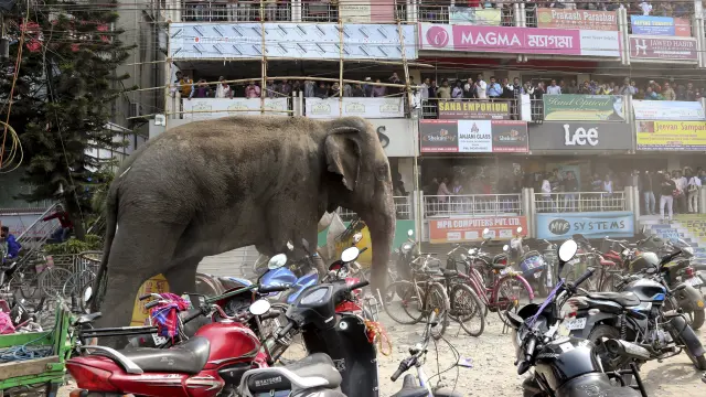 Un elefante en la India
