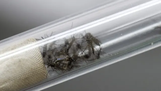 El zika es una enfermedad viral, transmitida por mosquitos del género 'Aedes'.