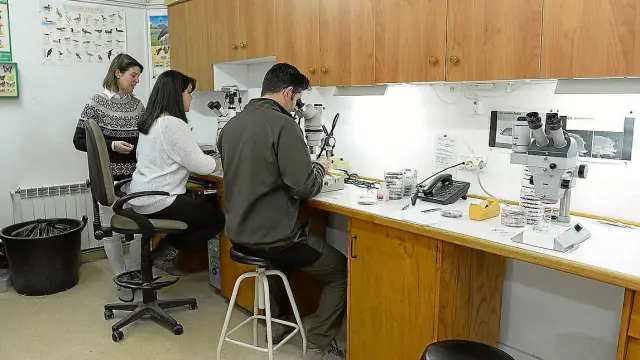 La responsable del laboratorio, al fondo, con técnicos del centro ante los microscopios.