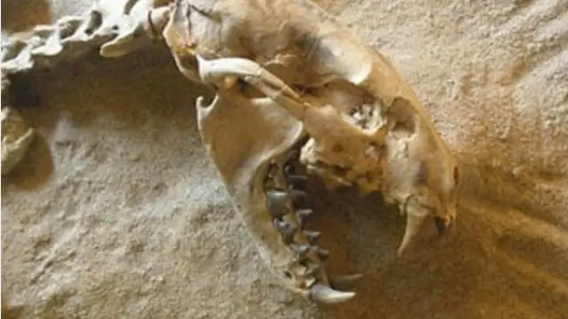 Cráneo del Megalictis ferox, feroz antepasado de la comadreja.