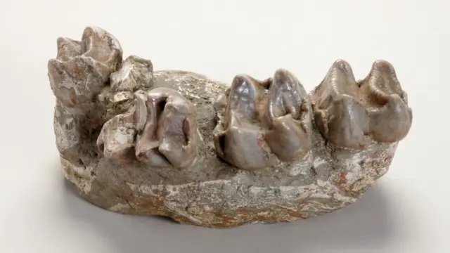 Deinotherium cuvieri, Villafeliche (Zaragoza). Aragoniense, Mioceno  Hace 16,5 millones de años.
