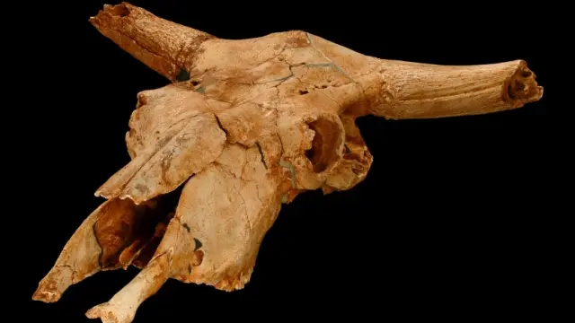 Cráneo más completo de España de Bos primigenius. Pleistoceno Superior.  Hace 45.000-43.000 años.