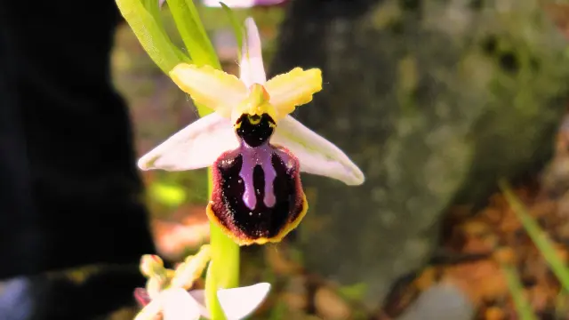 Ejemplar de orquídea Abeja.