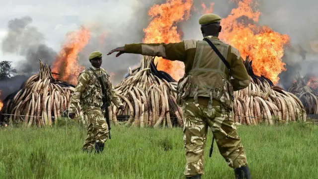 Quema de marfil en Kenia