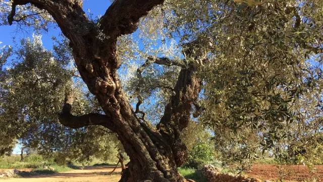 Apadrina un olivo, imagen de archivo.