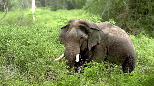 El elefante es uno de los animales más grandes que hay en la Tierra.