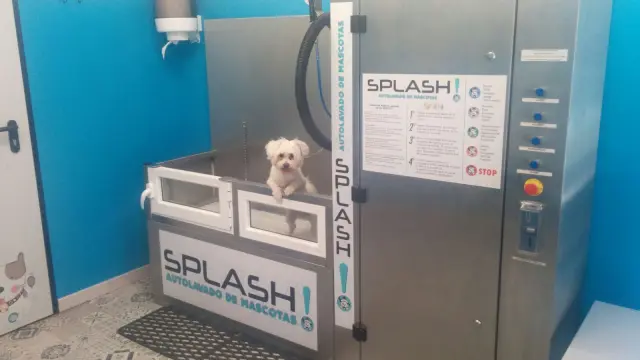 Zaragoza se suma al auto-lavado para mascotas