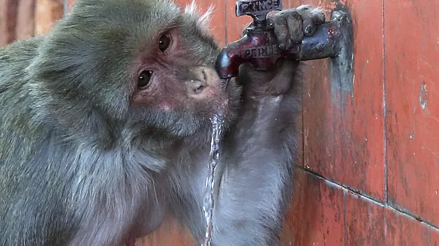 Un mono bebe agua en una fuente durante un día caluroso en Jammu, India.
