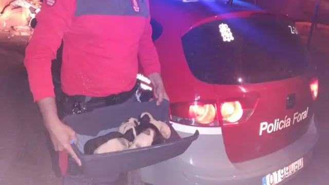 Cachorros, rescatados por la Policía