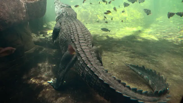 Imagen de archivo de un cocodrilo de 700 kilos