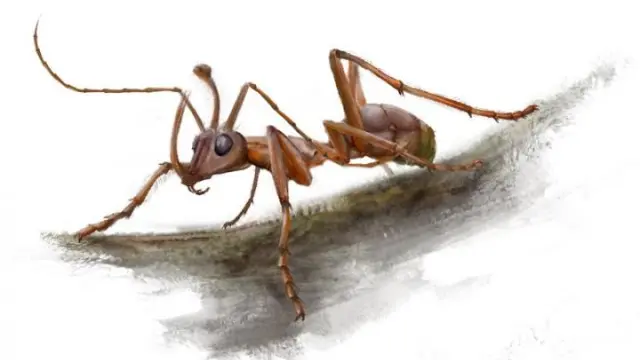 Reconstrucción del posible aspecto de la hormiga 'Ceratomyrmex ellenbergeri'.
