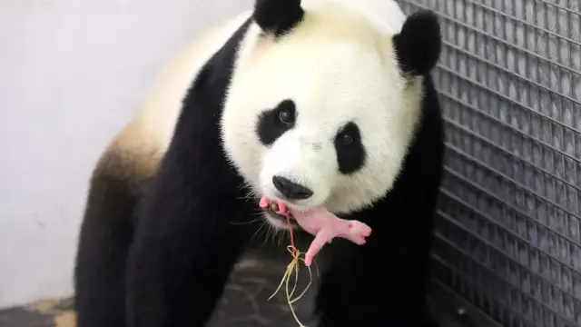 La madre panda coge con su boca a la cría nacida en un zoo de Bruselas.