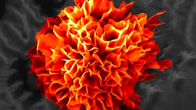 El reconocimiento molecular permite crear estructuras con aspecto de flor que crecen solas.