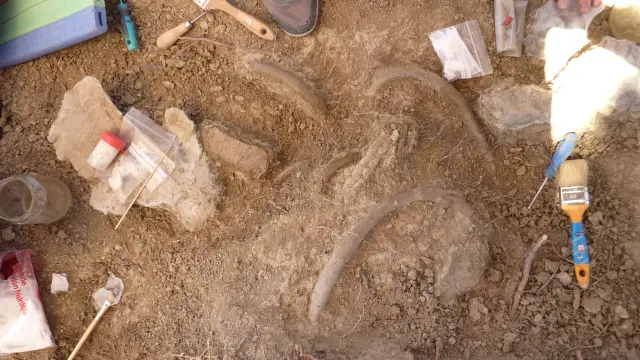 Trabajos de excavación de paleontólogos de Zaragoza y País Vasco en el Sobrarbe en busca de restos de sirenios.