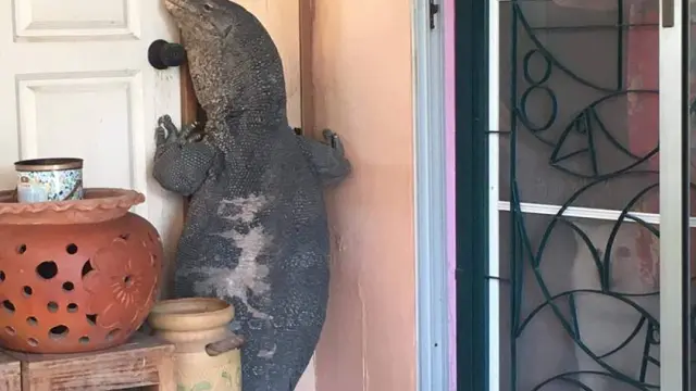 El reptil intentó abrir la puerta de la vivienda con la boca.