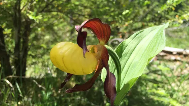 Ejemplar de la orquídea 'zapatito de dama'.