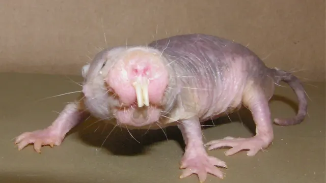 Heterocephalus glaber, la rata topo lampiña
