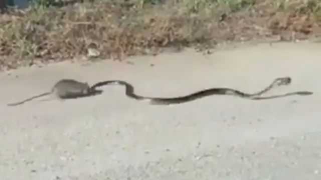Una rata se enfrenta a una serpiente para salvar a su cría.