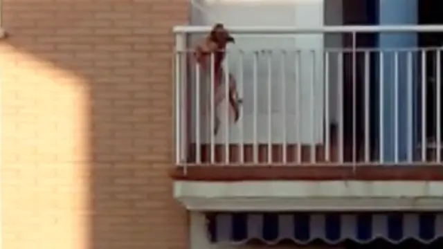 Un perro se tira por el balcón tras varias horas al sol y sin agua.