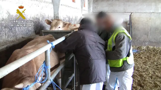Catorce detenidos por engorde ilegal de ganado en granjas de Huesca y Zaragoza
