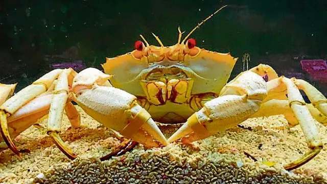 Un ejemplar de cangrejo dorado, en el vivero de Saturnino.