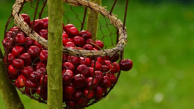 Las cerezas, entre otras frutas de temporada, pueden provocar una reacción alérgica sin síntomas graves.