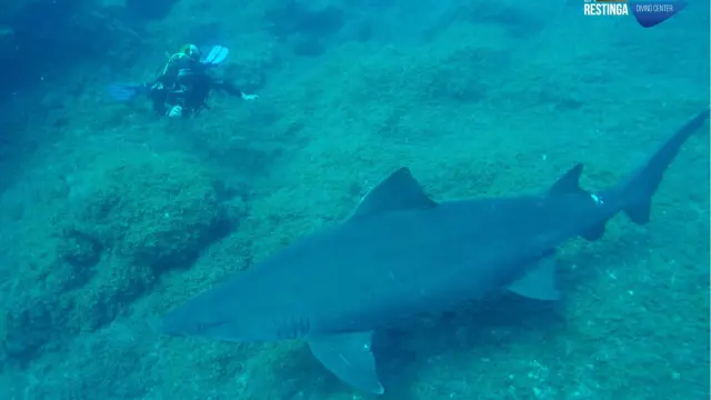 El tiburón avistado por los buceadores oscenses.