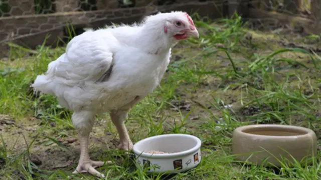 Gloria, el pollo superviviente a los malos tratos en una granja inglesa.