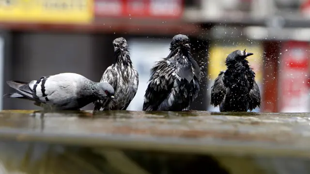 Incluso las palomas tienen que refrescarse en una fuente