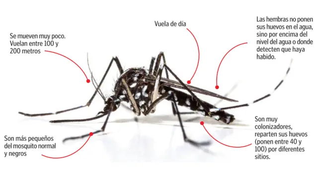 Características del mosquito tigre.
