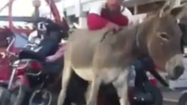 La grúa se lleva a un burro en Marruecos