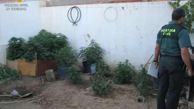 Fueron intervenidas un total de 46 plantas en estado de crecimiento y 76 gramos de marihuana seca.